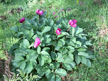 Paeonia mascula / Peonia maschio